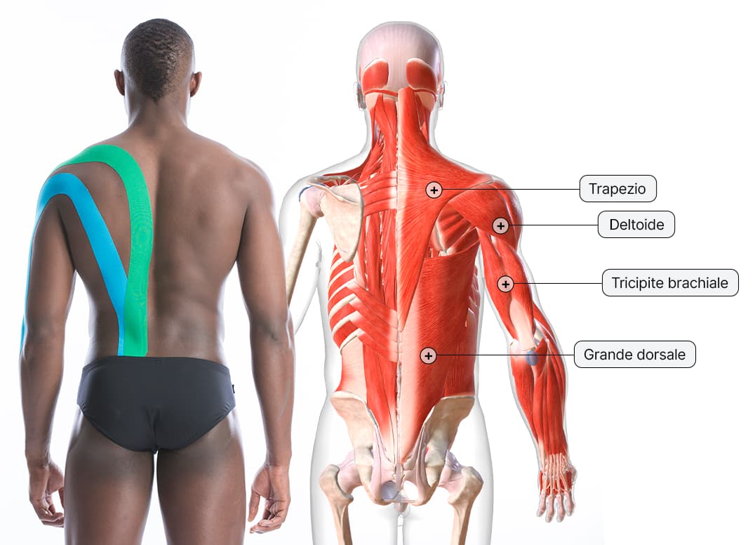 Human-Anatomy-3d-Taping-Elastico